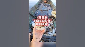 Tuyệt đối không được ăn loại cá này #shorts