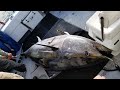 GIANT BLUEFIN TUNA, 600 and 700 lbs. on Hook and Line, Chatham Massachusetts