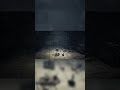 Intimdation! #littlenightmares2 #littlenightmares #littlenightmare3 #gaming