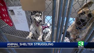 Front Street Animal Shelter needs help finding dogs home | Adoption fees waived