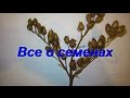 ДНЕВНИК ТАБАКОВОДА № 54 ( 28.09. Все о семенах табака ( извлечение , обработка , хранение ) ТАБАК