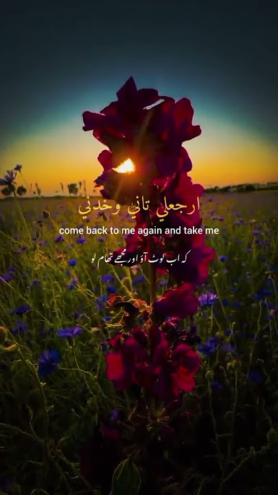 Ergaaly  - Tamer Hosny
