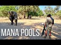 Zimbabwe&#39;s Famous Wildlife | Mana Pools National Park