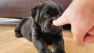 'Booping' The Cutest Labrador Puppies!