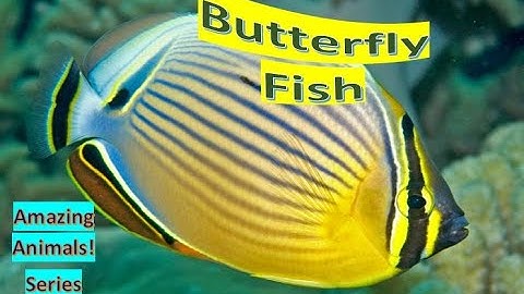 Butterflyfish facts 🐠 very colorful  🐟 smaller version of 😇 🐠