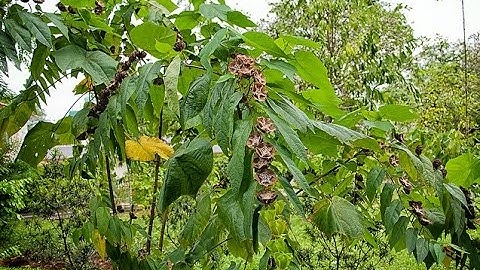 Cây Tai Mèo (bất thực)