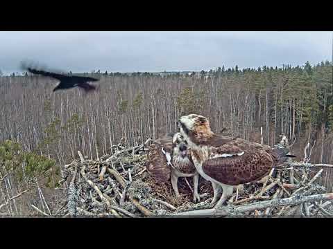 Скопы ,вОроны и форель. Даму защитил и накормил. )