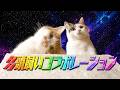 【MV】多頭飼いコラボレーション|ミャージックbyもしぬこ