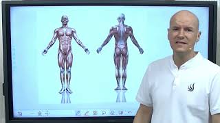 Causes, diagnosis, and integrative treatment of goosefoot tendonitis