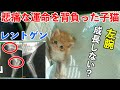 子猫と病院へ行ったら最悪の結果になるかもと言われました【保護猫 子猫】【保護子猫】