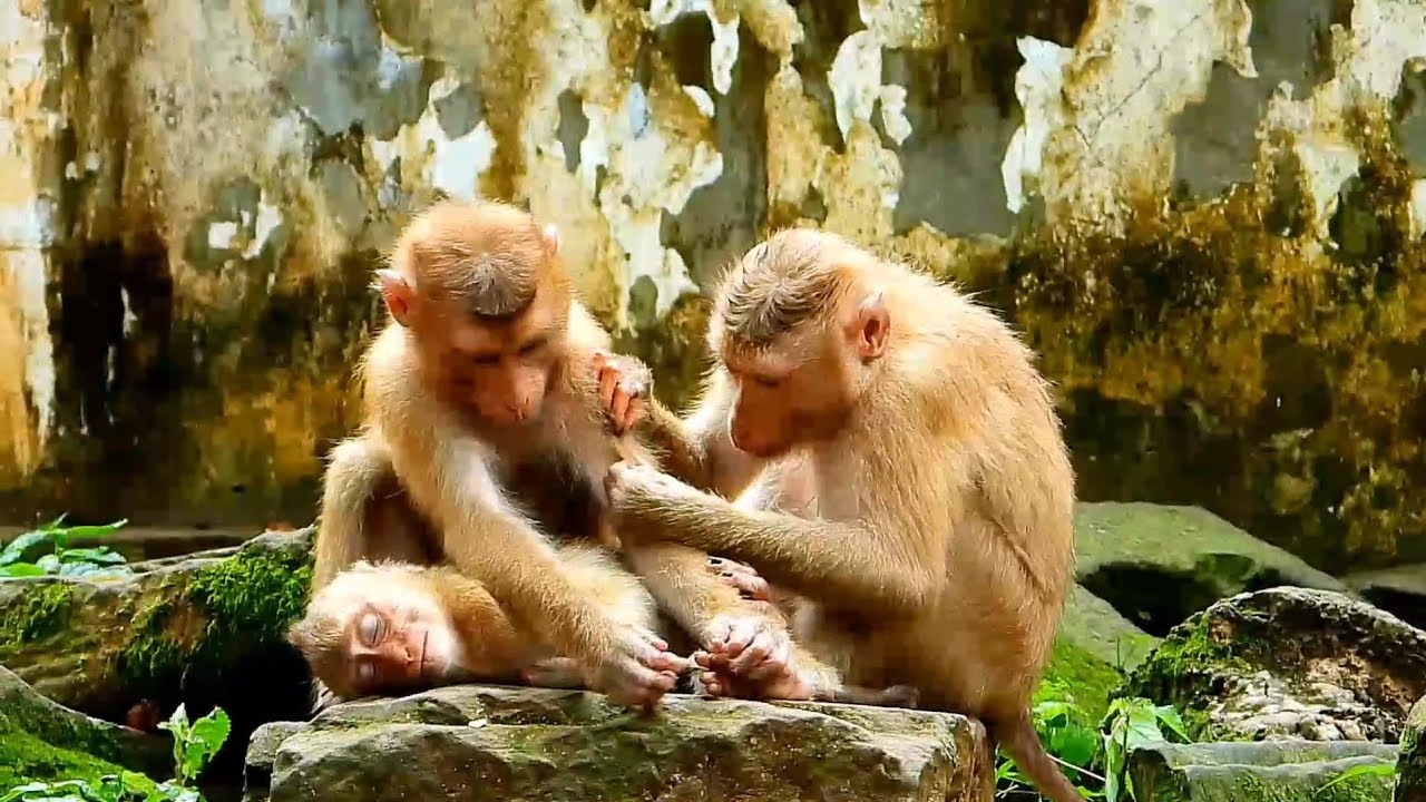 Politely little monkey Rainbow is sleeping well after Nori and Rojo grooming.