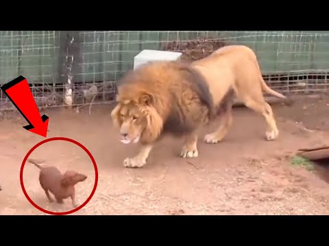 Video: Çin Hayvanat Bahçesi, Tüylü Köpeği Aslan Kılığına Girdiği İçin Ateş Altında