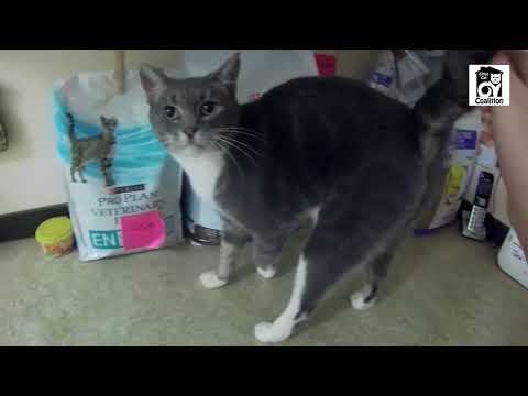 gray and white domestic shorthair