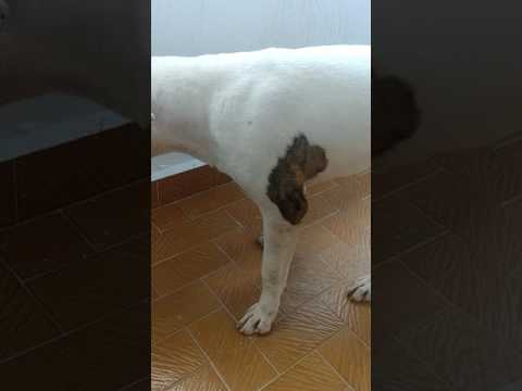 Pitbul sahibine saldırdı -kışkırtma (ısırıyordu)