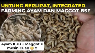 Beternak Maggot dari Kotoran Ayam – Solusi Sukses & Hemat di Peternakan KUB ❗️❗️💯