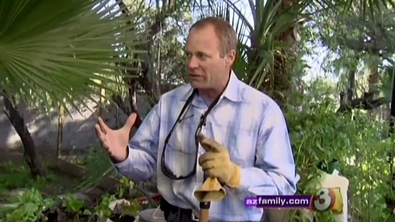 Dave The Garden Guy Fasci Garden