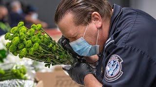 Agents inspect imported flowers for pests ahead of Valentine's Day