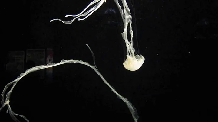 Indonesian Sea Nettle (Ortiga del Indonesia)