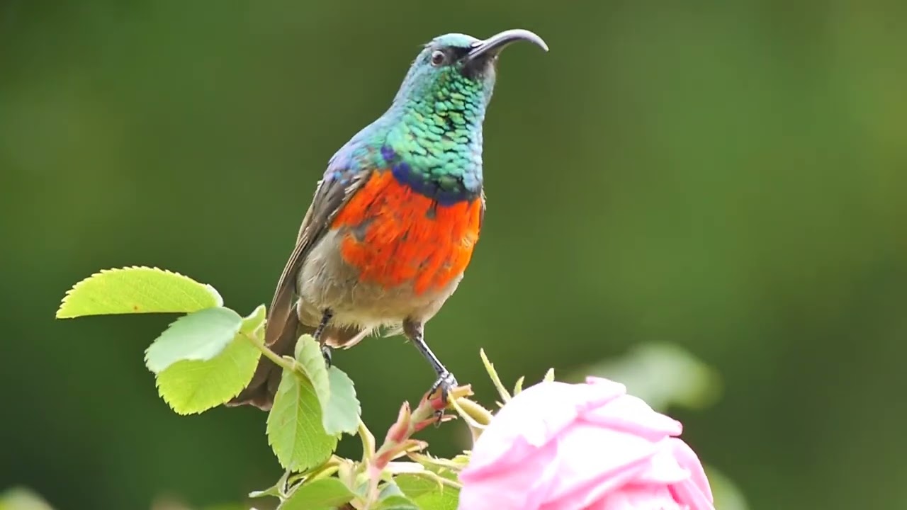 Southern Double-collared Sunbird (Cinnyris chalybeus) - Swellendam (South-Africa) 18-11-2013