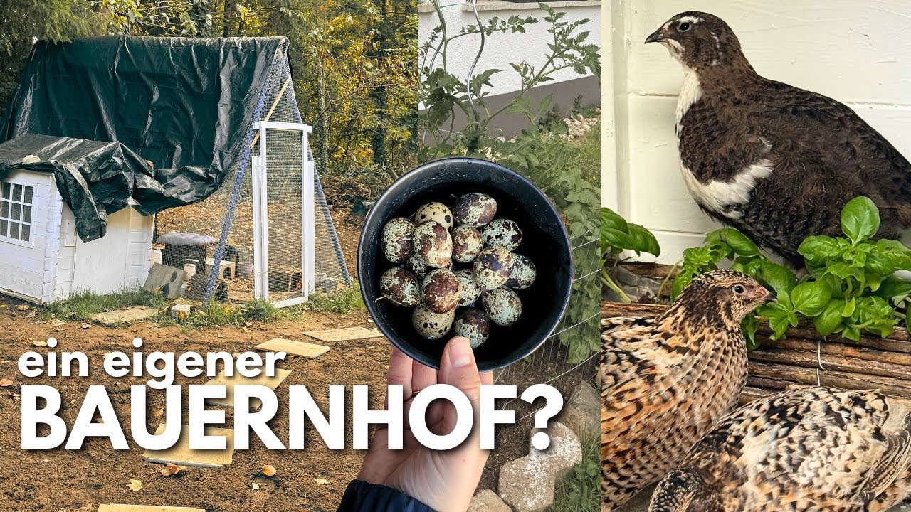 die ersten Schritte zur Selbstversorgung - Unsere Wachteln