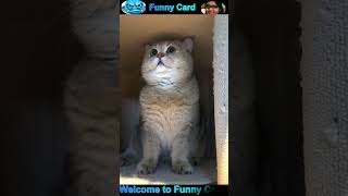 Cat and Dog Funny Videos #cat #dog #shorts #pets #funnycats #funnydogs #cute #cutecat