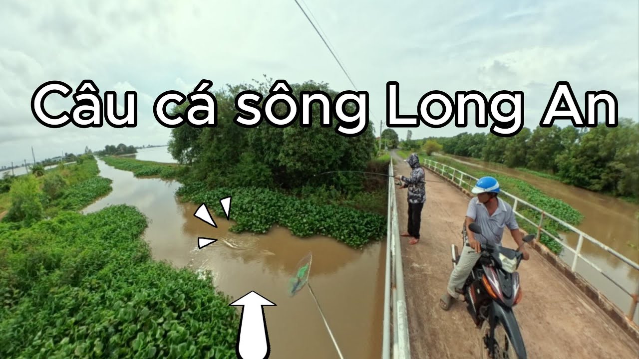 Câu cá sông long An