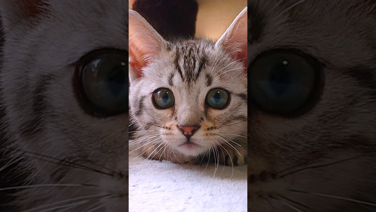 子猫は何をしてても可愛い　#マンチカン #ジェネッタ #短足