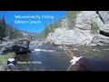 Yellowstone Fly Fishing Episode 3: The Gibbon River