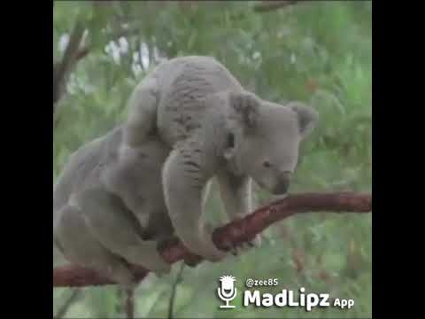 Koalas going at it funny Fijian Indian hindi madlipz findian comedy