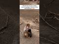 Viral Punch-kun the Baby Monkey just Longing for a Mother's love and Embrace #macaque #monkey #short