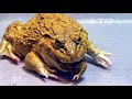 Oh my god!! Asian Bullfrog Eats Big Toad And Banded Bullfrog! Warning Live Feeding