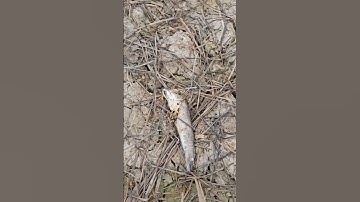 Cặp Cá Lóc Mắc Cạn! #Shorts