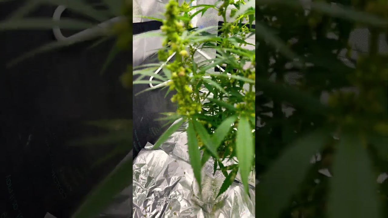 TGA GENETICS 🧬 QLEANER. second round pollen collection.