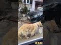 #ytshorts #pets #viral #viral #trending #funny #love #cute #hindisong #animals #eyecatchy #funnycute