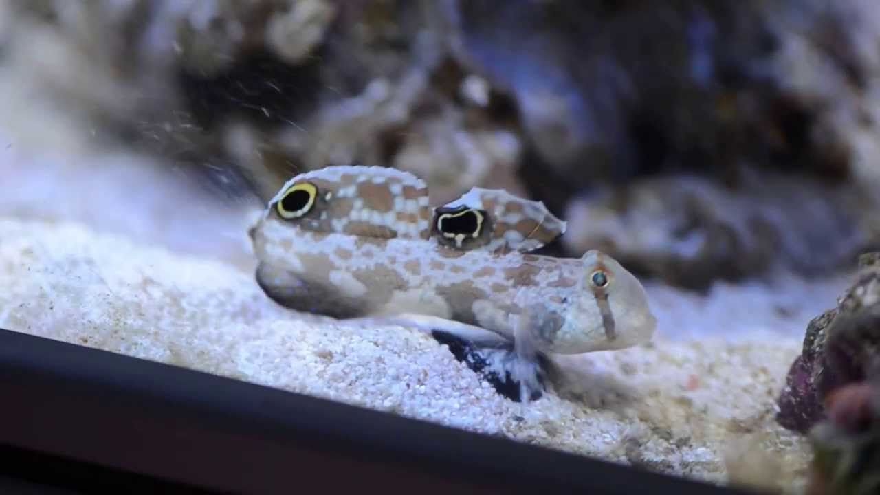 Krabbenaugengrundel Signigobius biocellatus