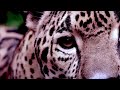 Good luck (777hz slowed)