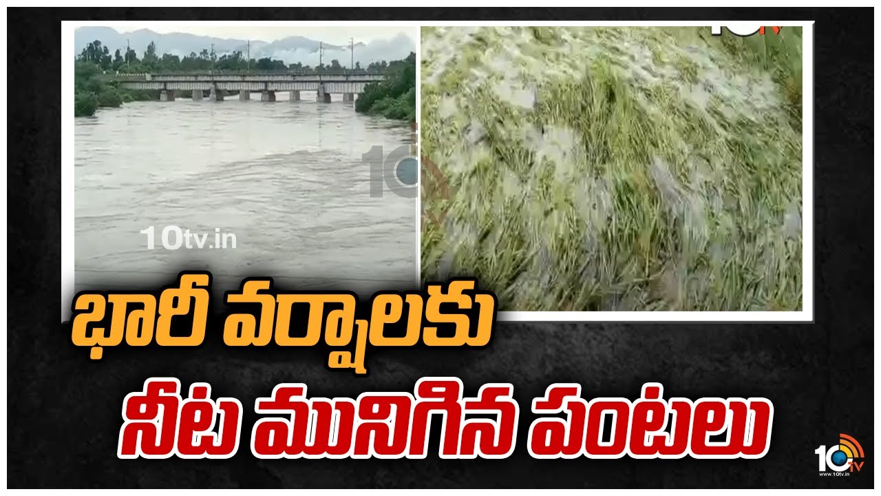 భారీ వర్షాలకు నీట మునిగిన పంటలు | Heavy Rains Damages Crops in ...