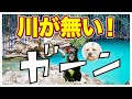 【まぼろしの川】キャバプーと黒パグ ミックス犬、ウロコインコのピクニック。Cavoodle and pug go for swim.but No water...