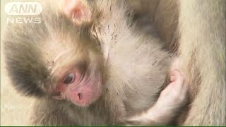 「シャーロット」取り消しか　高崎山の赤ちゃんザル(15/05/06)