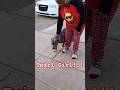 We need insight on why dogs twirl | Is it internal? Drop a comment #canecorso #doglife #dogs #life