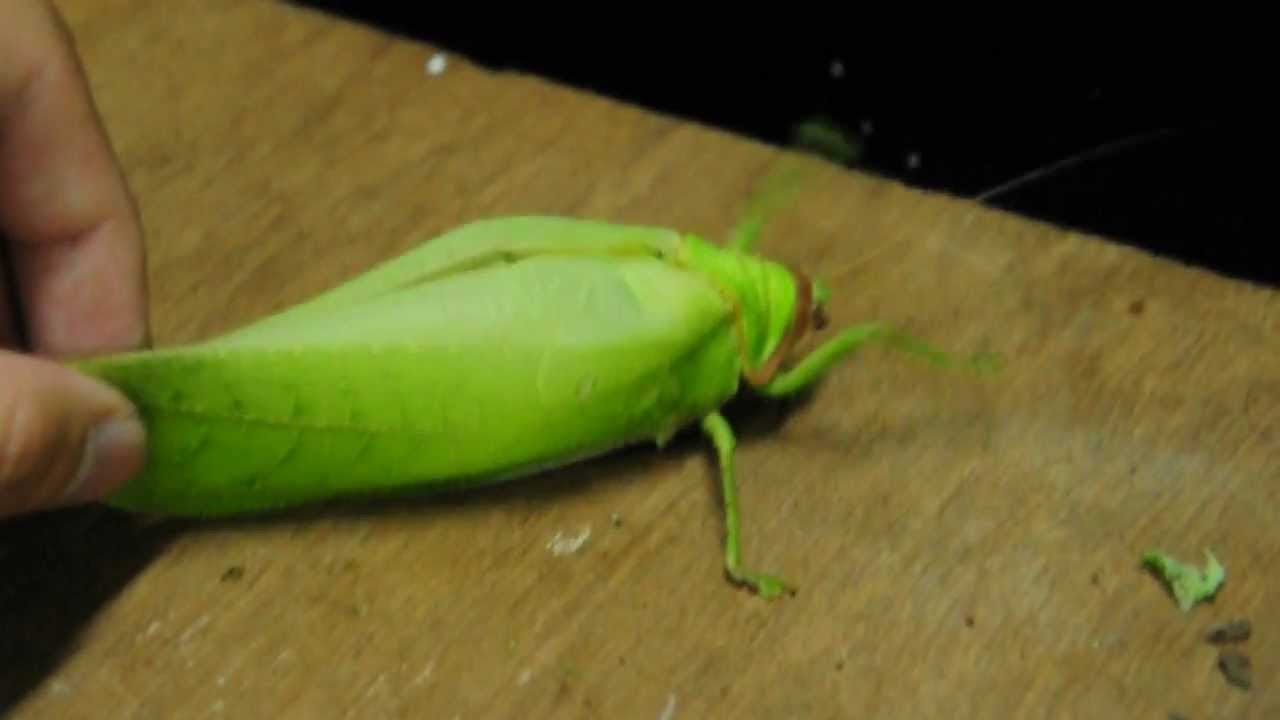 How did the katydid get its name?