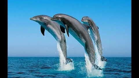 008 سورة الأنفال الشيخ إبراهيم جمال القرجاوي برواية #روح_عن_يعقوب