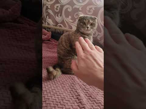 Злая кошка, шипит как змея🐍