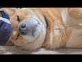 まんまるなオイヌ様(雑種犬)