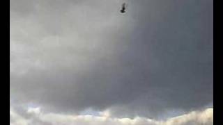 Almanyali Osmanin Takla Güvercinleri