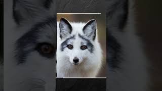 Marble Fox