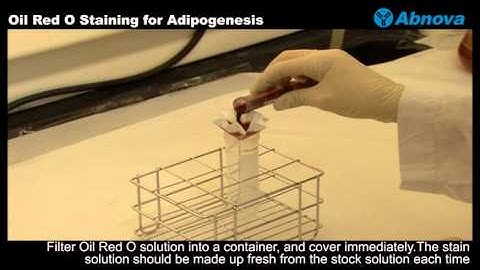 Oil Red O Staining for Adipogenesis