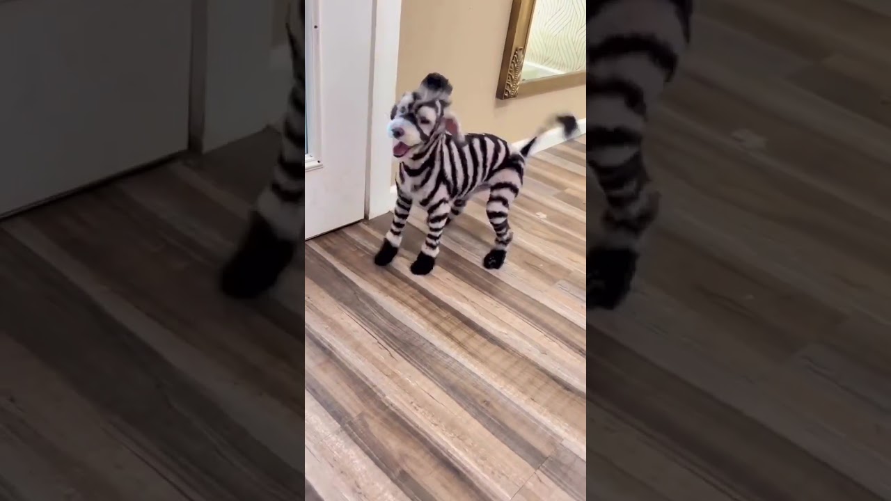 Love the New Doggy Look. Check Out Our New Products Below. Please Subscribe to help us grow. 