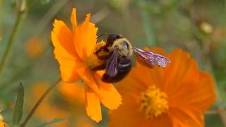 Swaneee River song by Japanese vocal synthesizer, Fussa City  スワニー河,　秋川　さとうささら