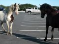 Horse Fight in Assateague MD